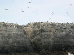 Cormorants